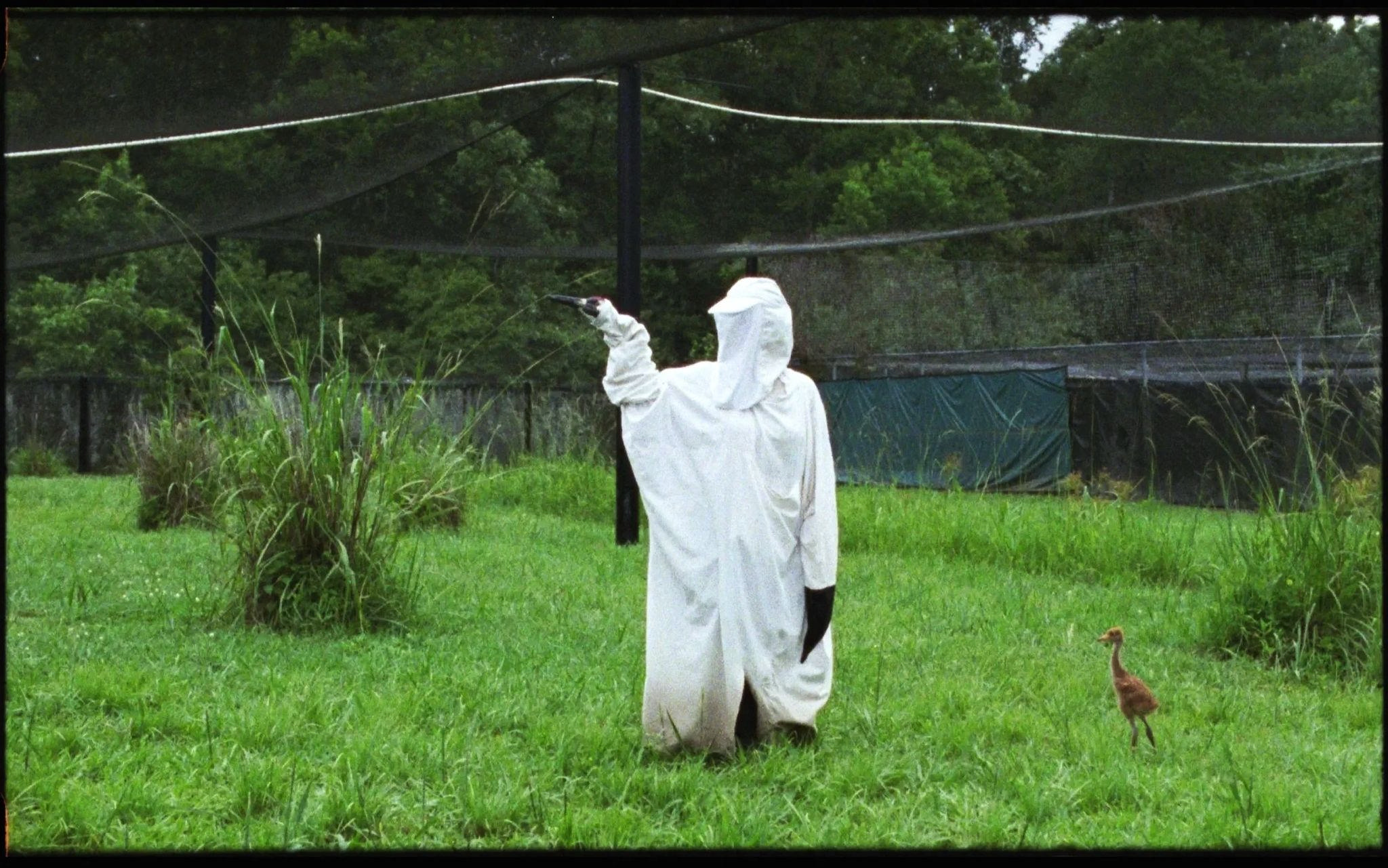 A person in a white suit stands in a field next to a bird.