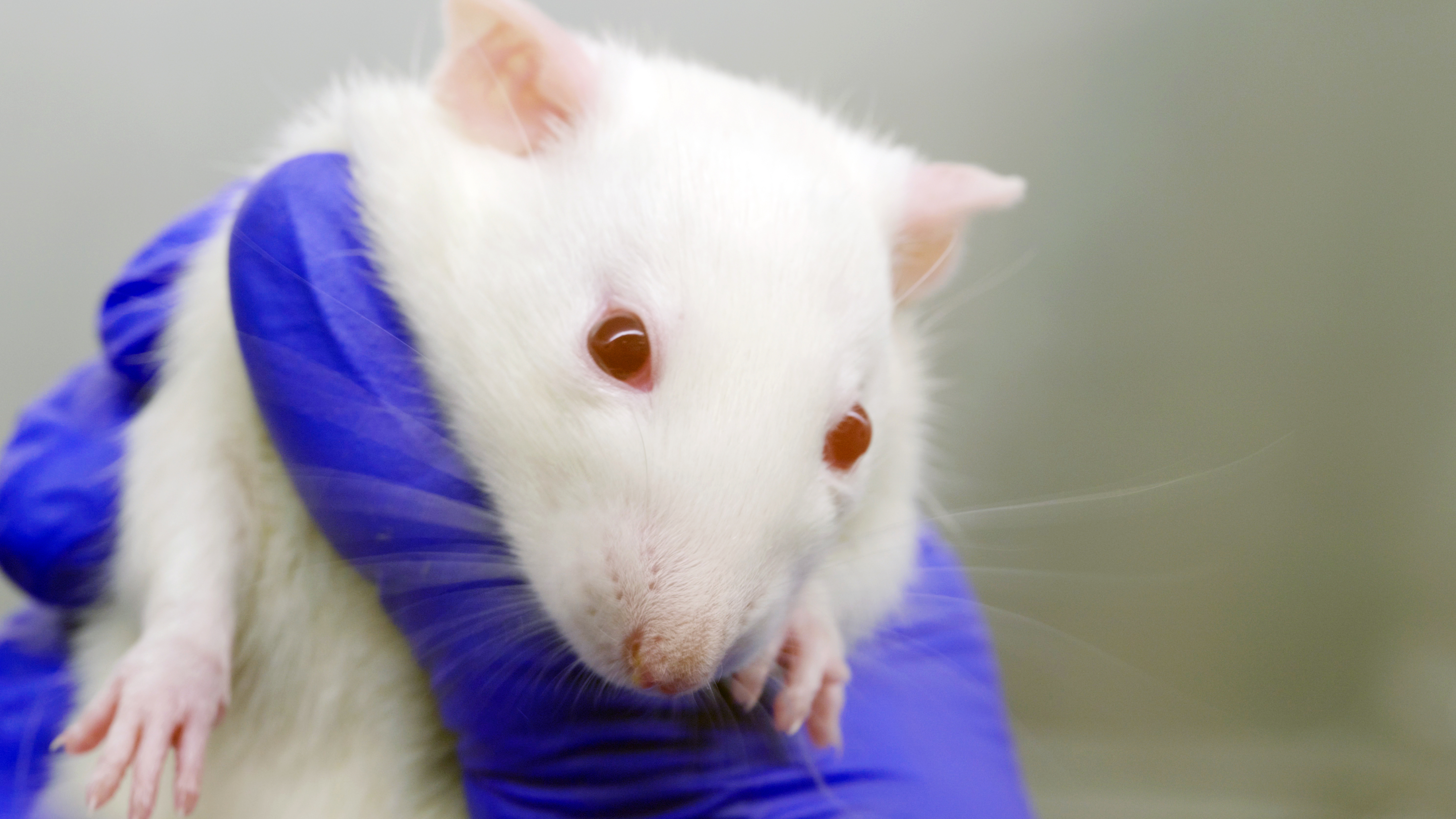 Een muis, vastgehouden in een latex handschoen.